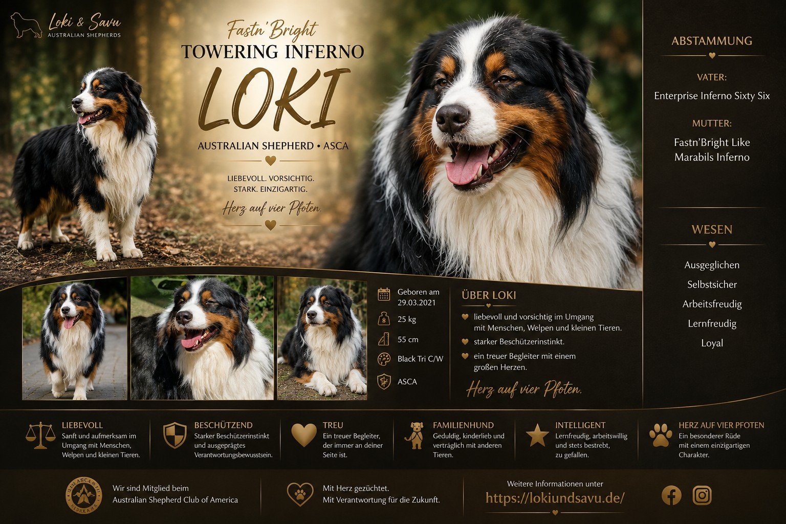 Loki – Australian Shepherd