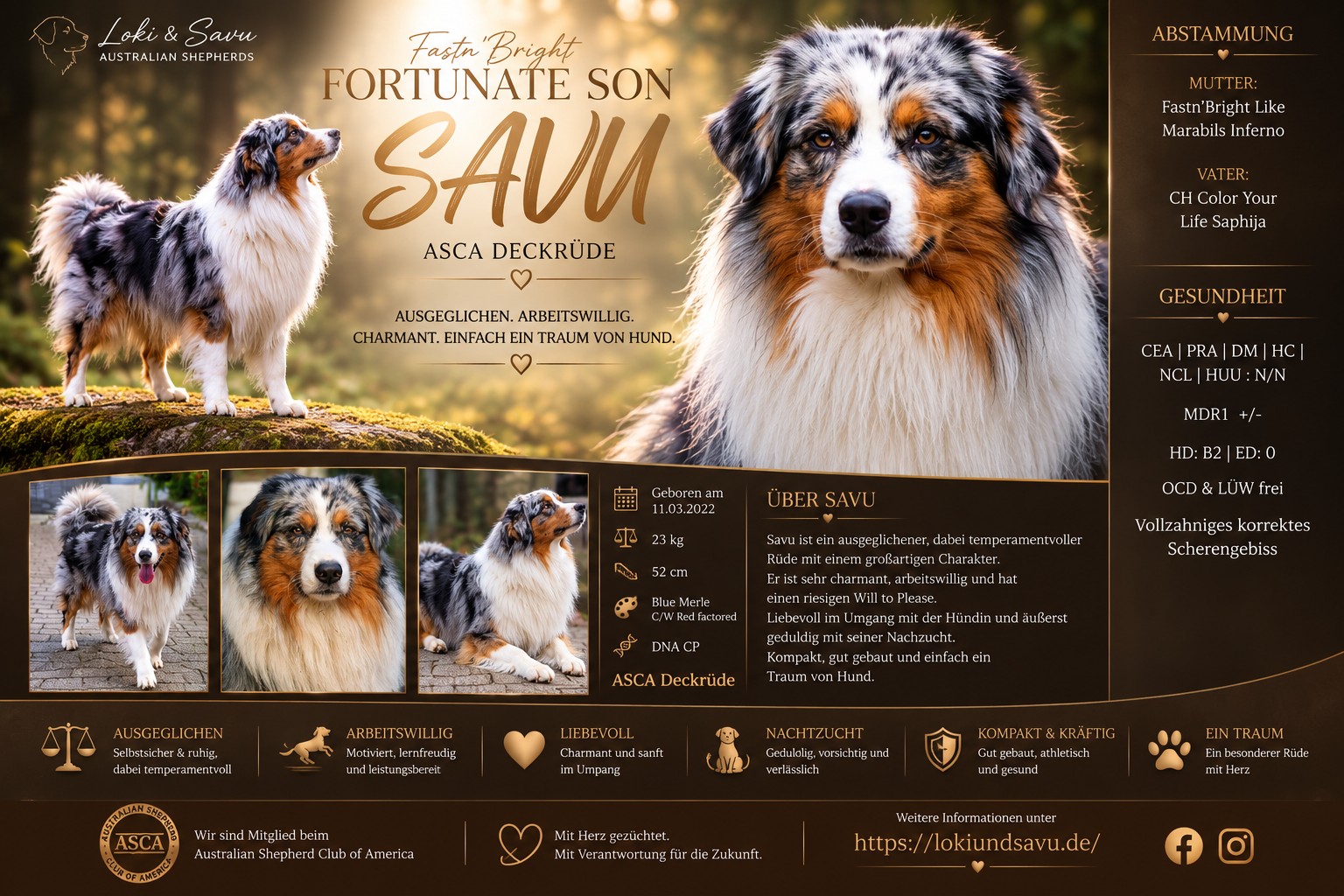 Savu – ASCA Deckrüde